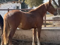 گھوڑی, Arabian horse — تصویر 3