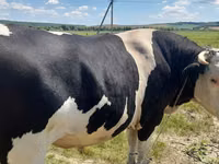 Bull, Russian Black pied cattle — photo 3
