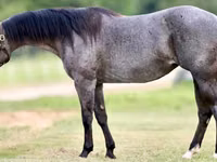 Kuda betina, Quarter Horse — foto 1