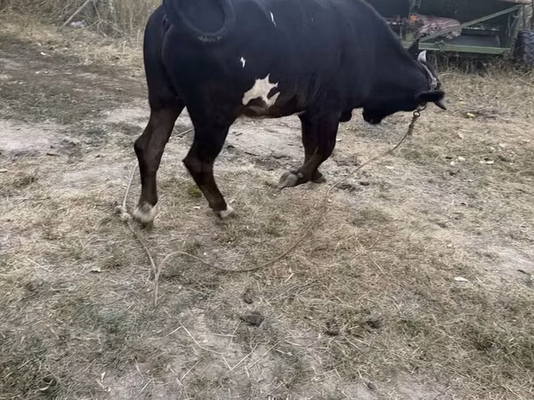 Bull, Cattle — Kazakhstan