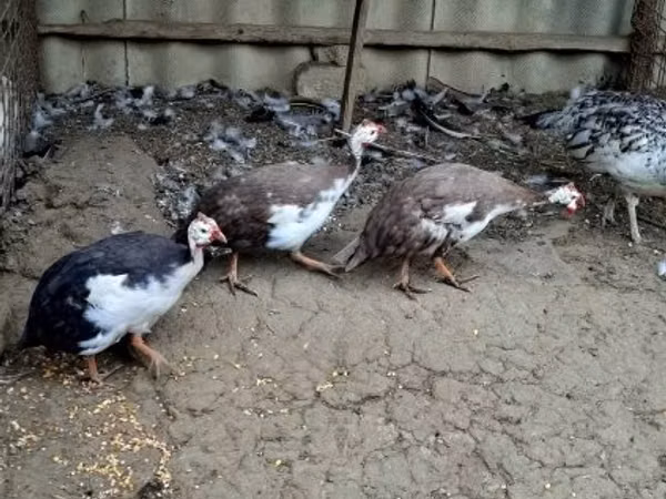 Guinea fowl