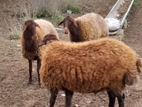 የጎትት አውራ በግ, Sheep — ፎቶ 4
