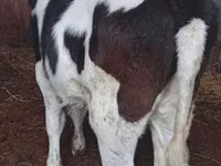 Ng'ombe jike, Russian Black pied cattle — picha 1