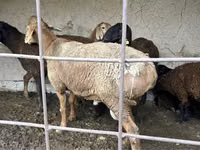 Biri-biri betina, Sheep — foto 1