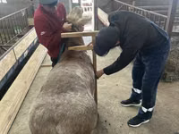 雄羊, Arashan sheep — 写真 3