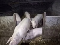 Säue, Schweine — Foto 2