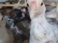 Chickens — Foto 7