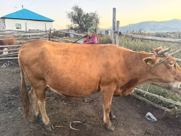 Cow, Cattle — Kazakhstan