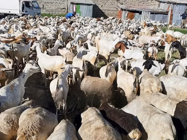 ፍየሎች (ቡድን፣ ጾታ አልተጠቀሰም), Goats