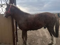 घोड़ा, Kazakh horse — फ़ोटो 3