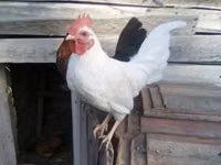 Ιαπωνικό Bantam — φωτογραφία 2
