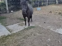 Horse (M), Horses — photo 3