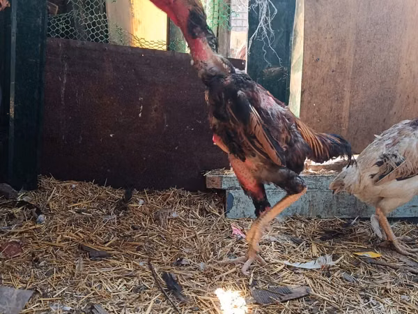 Chickens — Kirgistaan