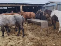 母马, Kazakh horse — 照片 1