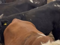 Dibi, Simmental cattle — sawirka 3
