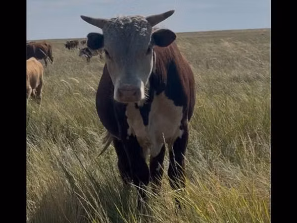 Bull, Kazakh White-headed cow — Kazakhstan