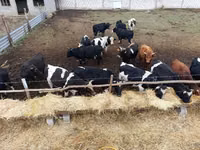 Bull, Russian Black pied cattle — photo 3