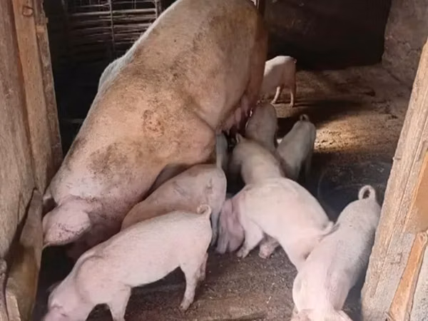 Boar, Pigs