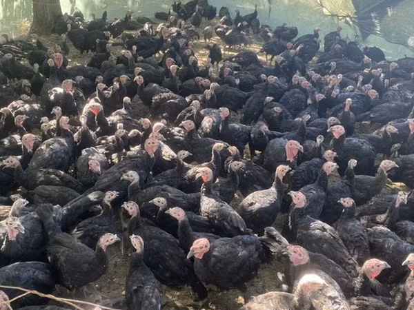 Turkeys — Kyrgyzstan