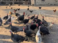Turkeys — الصورة 2