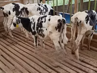 गाय, गोलस्टीन नस्ल — फ़ोटो 2