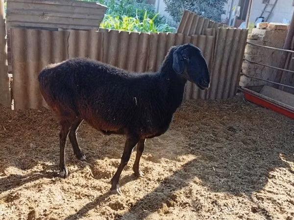 Sheep (batch, sex not specified), Sheep