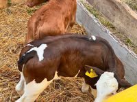 گاو و گوساله (گروه، جنسیت مشخص نشده), Simmental cattle — عکس 3