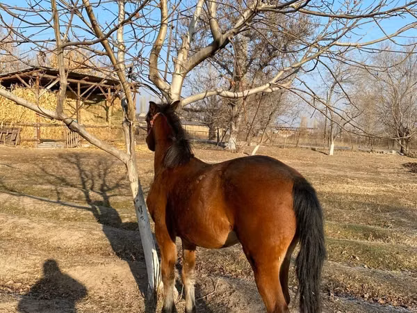 Horse (M), Horses — Kyrgyzstan