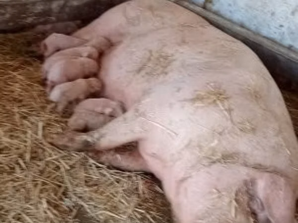Babi betina, 