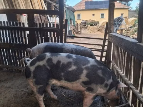 Boar,  — Hungary