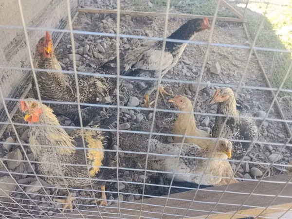 Chickens — Kyrgyzstan