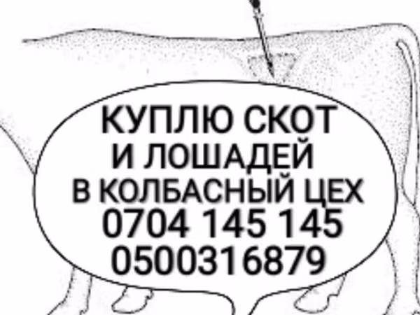Bull, Cattle — Kyrgyzstan