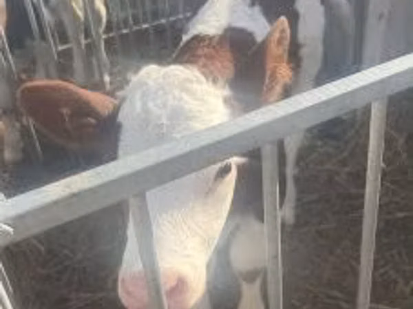 Bik, Simmental cattle