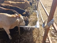 Bull, Alatau breed — photo 1