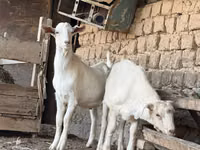 ஆண் வெள்ளாடு, Nubian Goat — புகைப்படம் 1