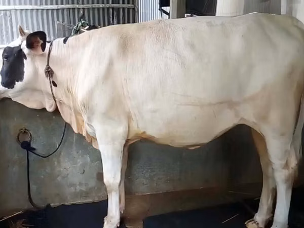 Cow, Buffalo — Bangladesh