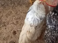 Chickens — عکس 6