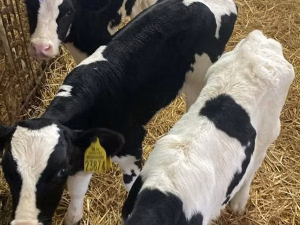 Bull, Russian Black pied cattle — Poland