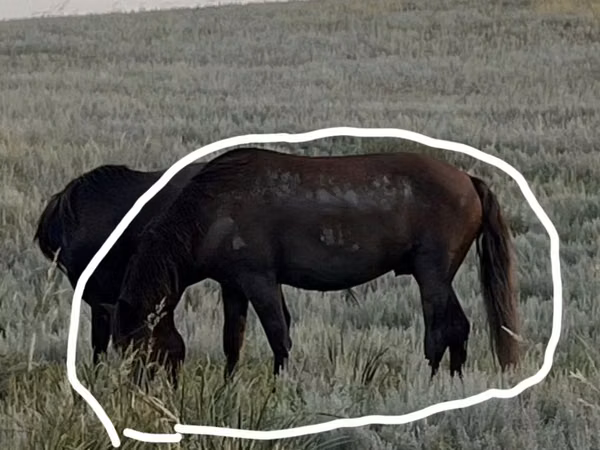 Horse (M), Kazakh horse — Kazakhstan