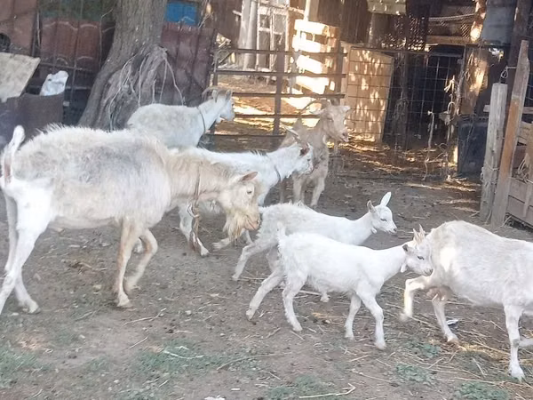 Goat, Dutch Landrace goats