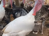 Turkeys — акс 5