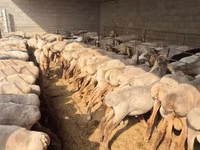 암양, Arashan sheep — 사진 1