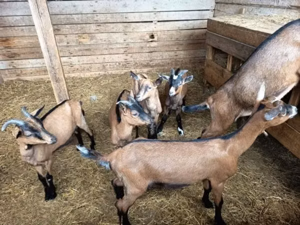 Capra, Alpine goat — Ungheria