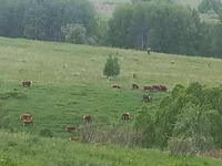 Krava, Russian Black pied cattle — foto 5