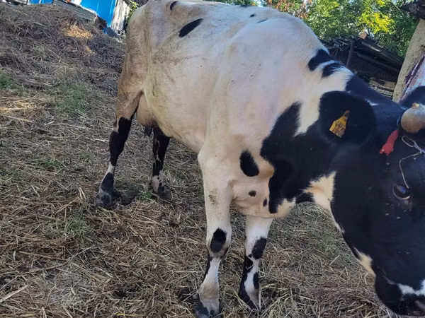 گاو نر, Russian Black pied cattle