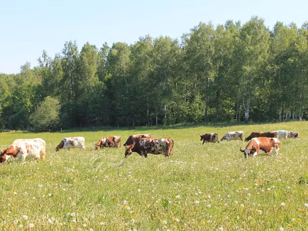 Cow, Cattle — Russia