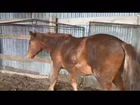 Horse (M), Horses — photo 3