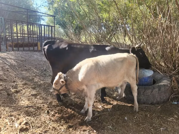 Cow, Latvian Blue cattle — Kazakhstan