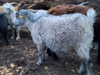 بز ماده, بز — عکس 6