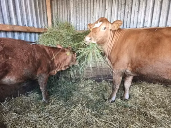 Cow, Limousin cow — Hungary